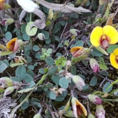 Bossiaea prostrata at Collector, NSW - 28 Sep 2020 10:22 AM