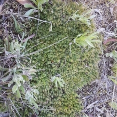 Astroloma humifusum (Cranberry Heath) at Oakdale Nature Reserve - 28 Sep 2020 by tpreston