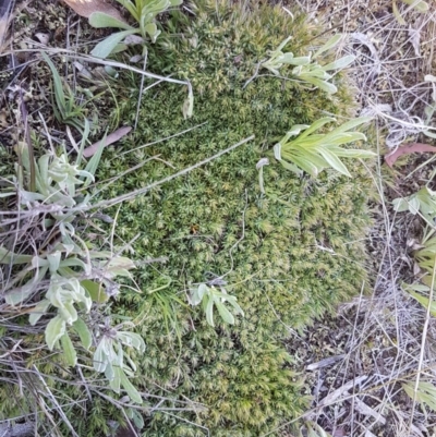 Styphelia humifusum (Cranberry Heath) at Oakdale Nature Reserve - 28 Sep 2020 by trevorpreston