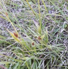 Luzula densiflora (Dense Wood-rush) at Oakdale Nature Reserve - 28 Sep 2020 by trevorpreston