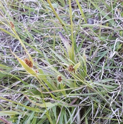 Luzula densiflora (Dense Wood-rush) at Oakdale Nature Reserve - 28 Sep 2020 by trevorpreston