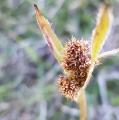 Luzula densiflora at Collector, NSW - 28 Sep 2020