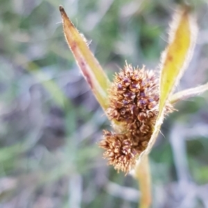 Luzula densiflora at Collector, NSW - 28 Sep 2020