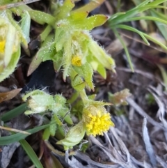 Triptilodiscus pygmaeus (Annual Daisy) at Oakdale Nature Reserve - 28 Sep 2020 by trevorpreston