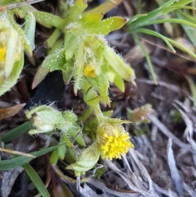 Triptilodiscus pygmaeus (Annual Daisy) at Oakdale Nature Reserve - 28 Sep 2020 by trevorpreston