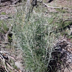 Senecio quadridentatus at Collector, NSW - 28 Sep 2020