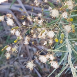 Senecio quadridentatus at Collector, NSW - 28 Sep 2020