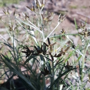 Senecio quadridentatus at Collector, NSW - 28 Sep 2020