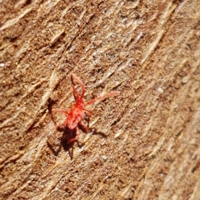 Trombidiidae (family) (Red velvet mite) at Oakdale Nature Reserve - 27 Sep 2020 by tpreston