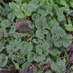 Marrubium vulgare at Wamboin, NSW - 8 Aug 2020