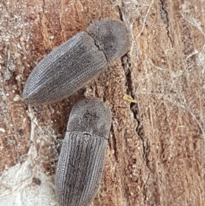 Agrypnus sp. (genus) (Rough click beetle) at Collector, NSW - 27 Sep 2020 by tpreston