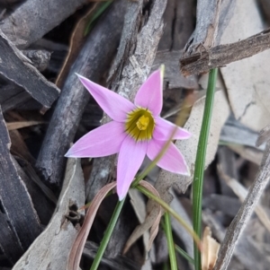 Romulea rosea var. australis at Collector, NSW - 28 Sep 2020