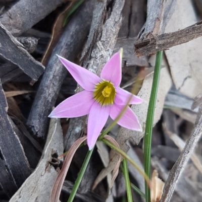 Romulea rosea var. australis (Onion Grass) at Collector, NSW - 28 Sep 2020 by tpreston