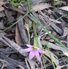 Romulea rosea var. australis at Collector, NSW - 28 Sep 2020