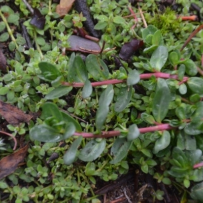 Lythrum hyssopifolia (Small Loosestrife) at Wamboin, NSW - 8 Aug 2020 by natureguy