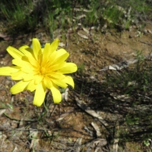 Microseris walteri at Stromlo, ACT - 28 Sep 2020