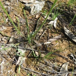 Microseris walteri at Stromlo, ACT - 28 Sep 2020