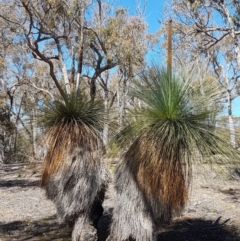 Xanthorrhoea glauca subsp. angustifolia (Grey Grass-tree) at Collector, NSW - 28 Sep 2020 by trevorpreston