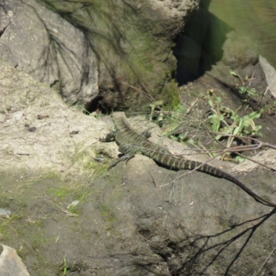 Intellagama lesueurii howittii (Gippsland Water Dragon) at Bullen Range - 28 Sep 2020 by SandraH