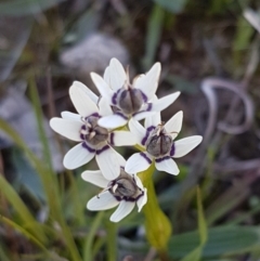 Wurmbea dioica subsp. dioica (Early Nancy) at Oakdale Nature Reserve - 28 Sep 2020 by trevorpreston