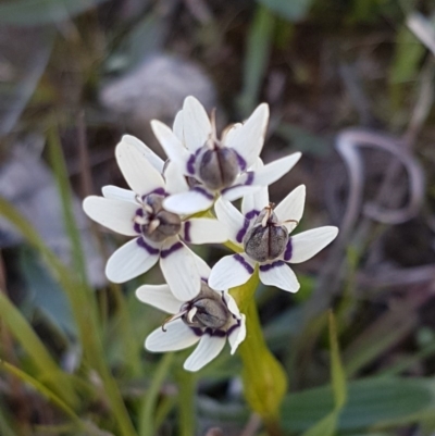 Wurmbea dioica subsp. dioica (Early Nancy) at Oakdale Nature Reserve - 27 Sep 2020 by tpreston