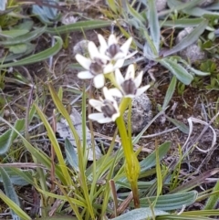 Wurmbea dioica subsp. dioica at Collector, NSW - 28 Sep 2020