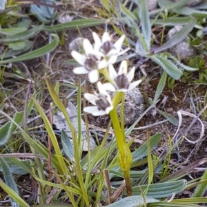 Wurmbea dioica subsp. dioica at Collector, NSW - 28 Sep 2020