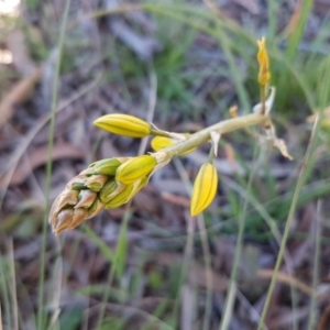 Bulbine bulbosa at Collector, NSW - 28 Sep 2020 09:52 AM