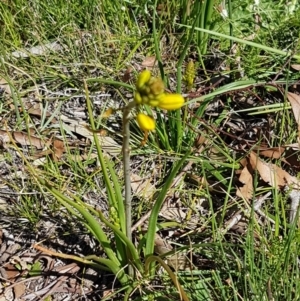 Bulbine bulbosa at Collector, NSW - 28 Sep 2020 09:52 AM