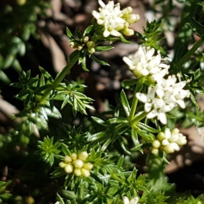 Asperula conferta (Common Woodruff) at Oakdale Nature Reserve - 28 Sep 2020 by trevorpreston