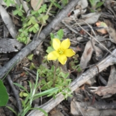Oxalis (genus) (Wood Sorrel) at Hawker, ACT - 27 Sep 2020 by sangio7