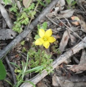 Oxalis sp. at Hawker, ACT - 27 Sep 2020