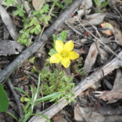 Oxalis (genus) (Wood Sorrel) at Hawker, ACT - 27 Sep 2020 by sangio7