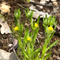 Triptilodiscus pygmaeus (Annual Daisy) at Albury - 26 Sep 2020 by Damian Michael