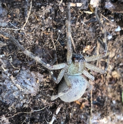 Neosparassus calligaster (Beautiful Badge Huntsman) at Glenroy, NSW - 26 Sep 2020 by Damian Michael