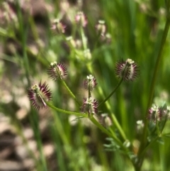 Daucus glochidiatus (Australian Carrot) at Albury - 26 Sep 2020 by Damian Michael