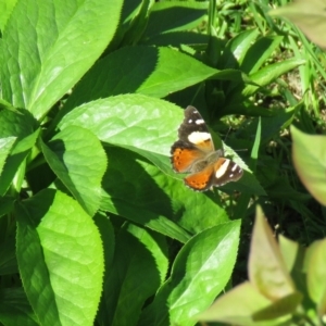 Vanessa itea at Wanniassa, ACT - 28 Sep 2020