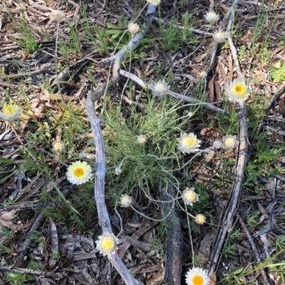 Leucochrysum albicans (Hoary Sunray) at Umbagong District Park - 28 Sep 2020 by Rebeccaryanactgov