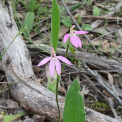 Caladenia carnea (Pink Fingers) at The Pinnacle - 27 Sep 2020 by sangio7