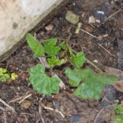 Malva neglecta (Dwarf Mallow) at Wamboin, NSW - 8 Aug 2020 by natureguy