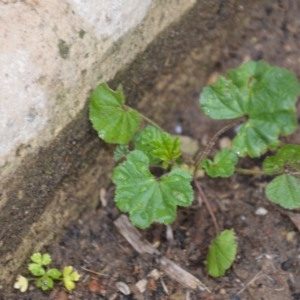 Malva neglecta at Wamboin, NSW - 8 Aug 2020