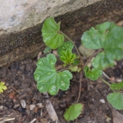 Malva neglecta at Wamboin, NSW - 8 Aug 2020