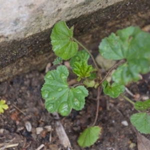 Malva neglecta at Wamboin, NSW - 8 Aug 2020