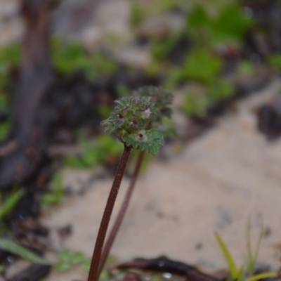 Lamium amplexicaule (Henbit, Dead Nettle) at Wamboin, NSW - 8 Aug 2020 by natureguy