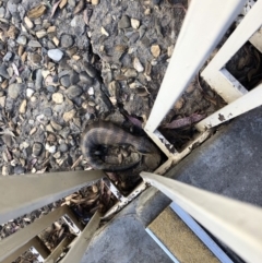 Tiliqua scincoides scincoides (Eastern Blue-tongue) at Bruce, ACT - 28 Sep 2020 by Lisa.Jok