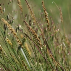 Carex appressa (Tall Sedge) at Wodonga, VIC - 28 Sep 2020 by Kyliegw