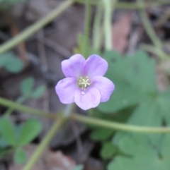 Geranium solanderi var. solanderi (Native Geranium) at Hawker, ACT - 27 Sep 2020 by sangio7