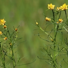 Xerochrysum viscosum (Sticky Everlasting) at Wodonga, VIC - 28 Sep 2020 by Kyliegw