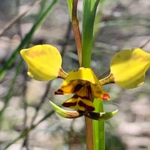 Diuris nigromontana at Bruce, ACT - suppressed