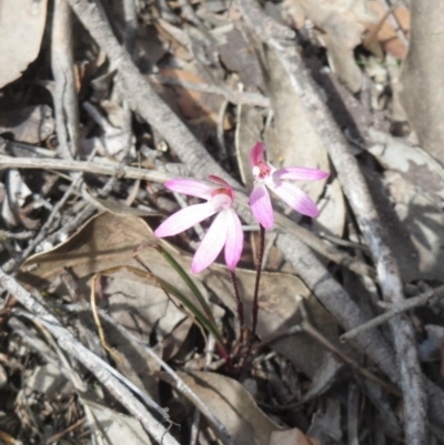 Caladenia fuscata (Dusky Fingers) at The Pinnacle - 27 Sep 2020 by sangio7